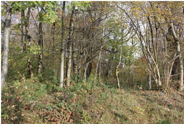 terreno agricolo in vendita a Serina