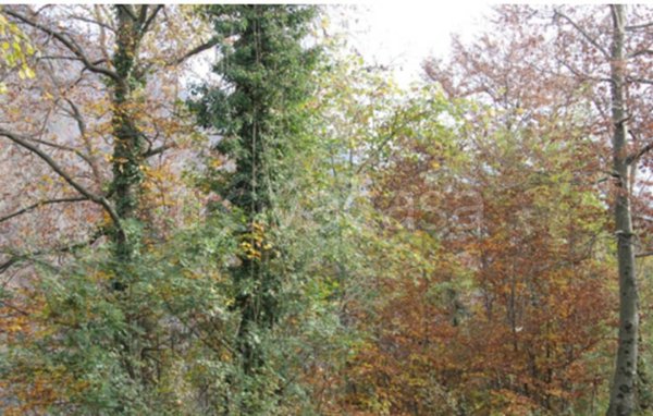 terreno edificabile in vendita a Serina