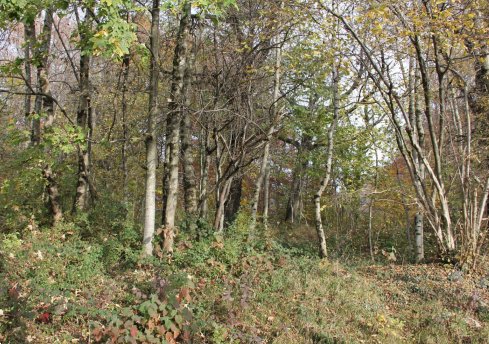 terreno agricolo in vendita a Serina