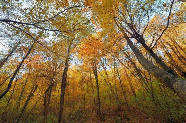 terreno agricolo in vendita a Sorisole in zona Sant'Anna