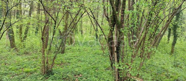 terreno agricolo in vendita a Spinone al Lago