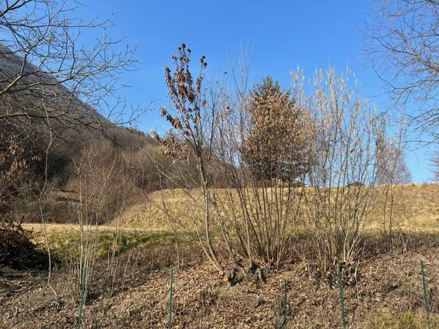 terreno edificabile in vendita a Strozza in zona Ca'Campo