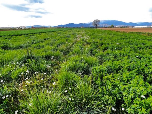 terreno agricolo in vendita a Suisio