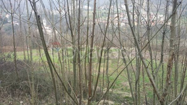 immagine annuncio 0 di 15