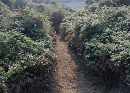 terreno edificabile in vendita a Villongo