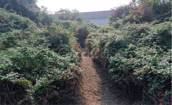 terreno agricolo in vendita a Villongo