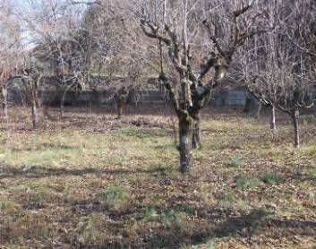 terreno agricolo in vendita a Sant'Omobono Terme