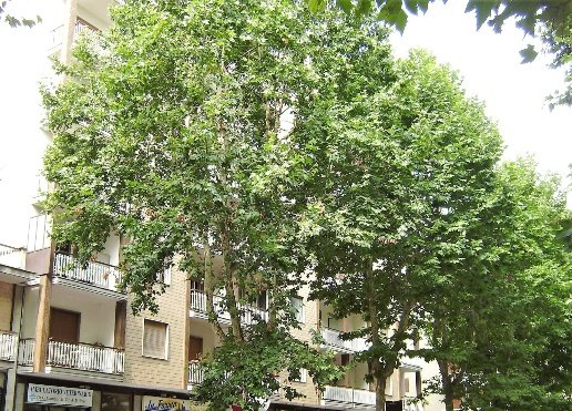 appartamento in vendita a Beinasco in zona Borgaretto