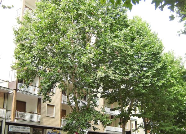 appartamento in vendita a Beinasco in zona Borgaretto