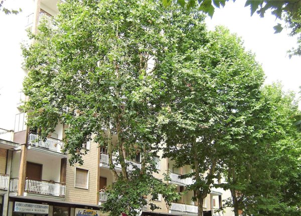 appartamento in vendita a Beinasco in zona Borgaretto