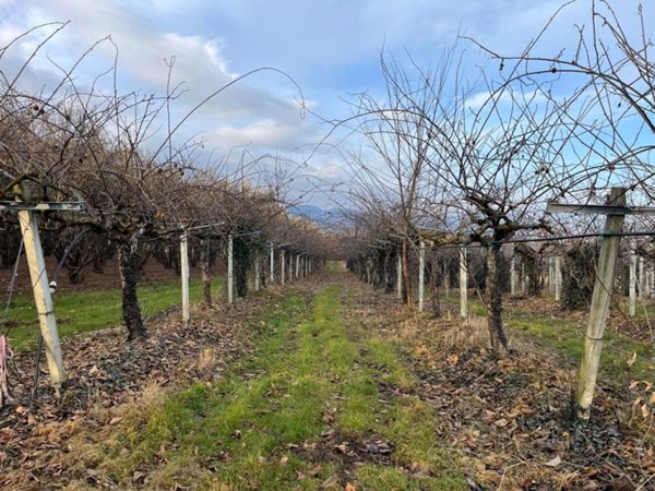 terreno agricolo in vendita a Bibiana