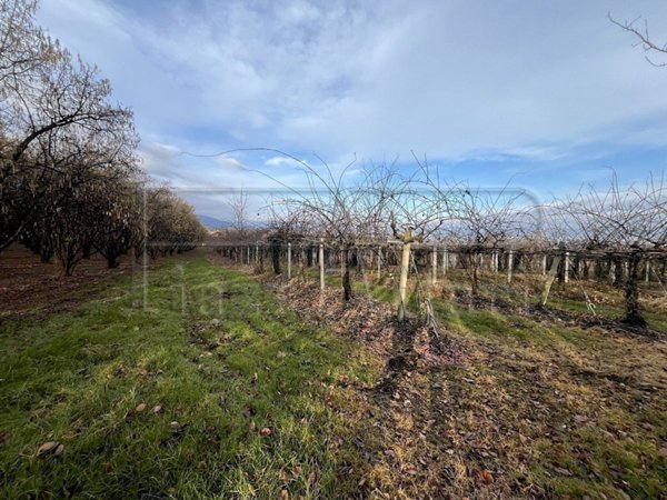 terreno agricolo in vendita a Bibiana
