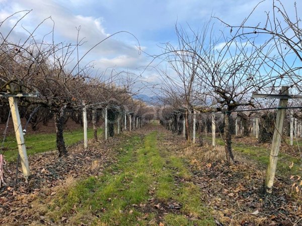 terreno agricolo in vendita a Bibiana