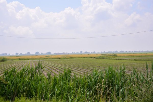 terreno agricolo in vendita a Brozolo in zona Fabbrica
