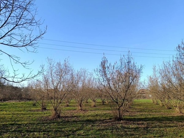 terreno agricolo in vendita a Brusasco