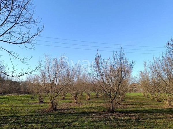 terreno agricolo in vendita a Brusasco