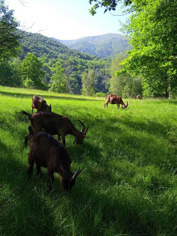 appartamento in vendita a Canischio