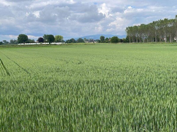 terreno agricolo in vendita a Carignano