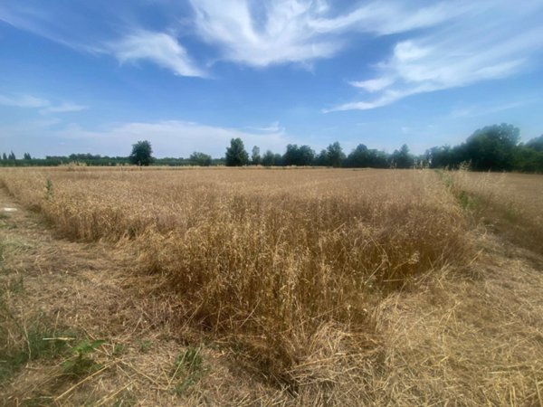 terreno edificabile in vendita a Barbariga