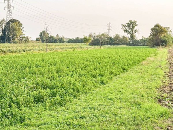 terreno agricolo in vendita a Bedizzole in zona Campagnola
