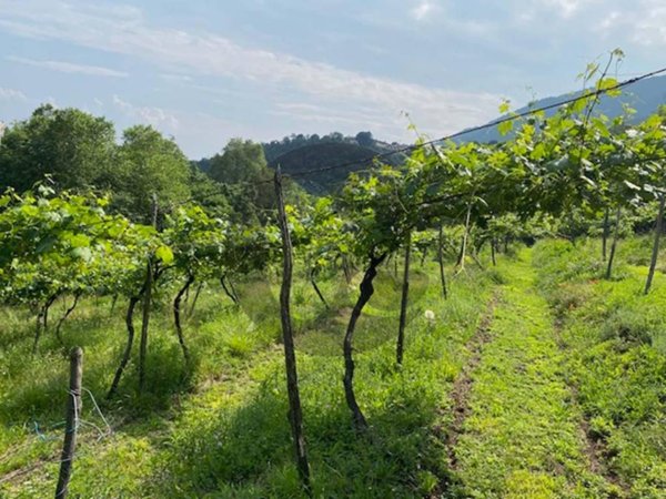 terreno agricolo in vendita a Botticino