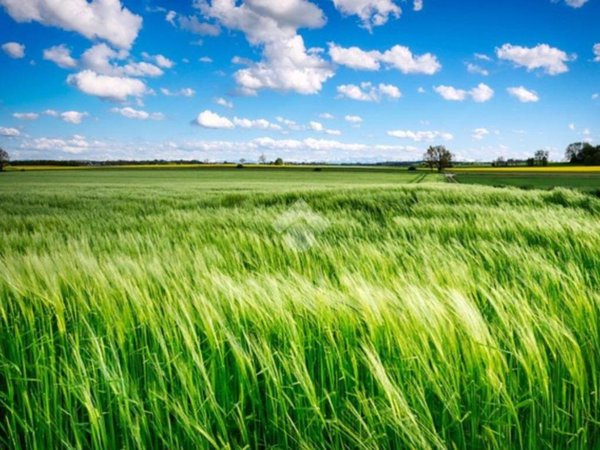 terreno agricolo in vendita a Brescia in zona Volta