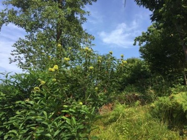 terreno agricolo in vendita a Brione(BS)