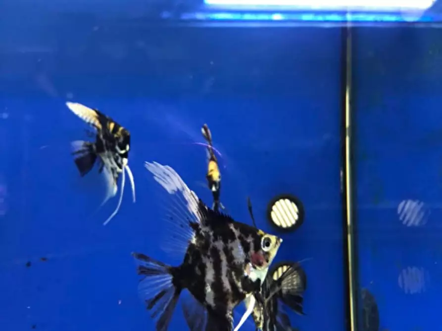 negozio in vendita a Calvisano