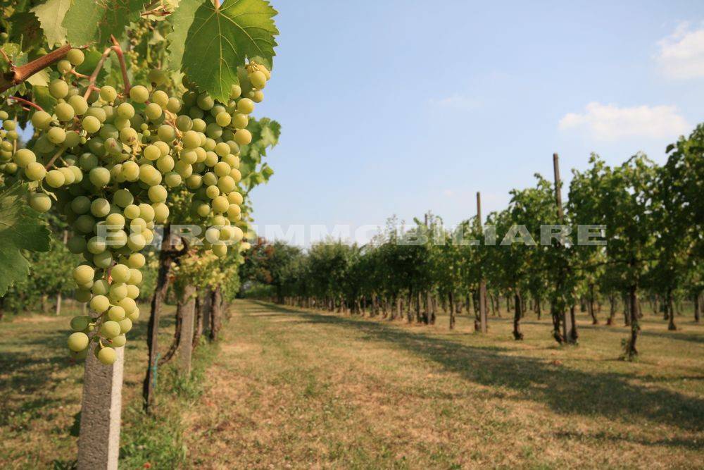 terreno agricolo in vendita a Castenedolo in zona Capodimonte
