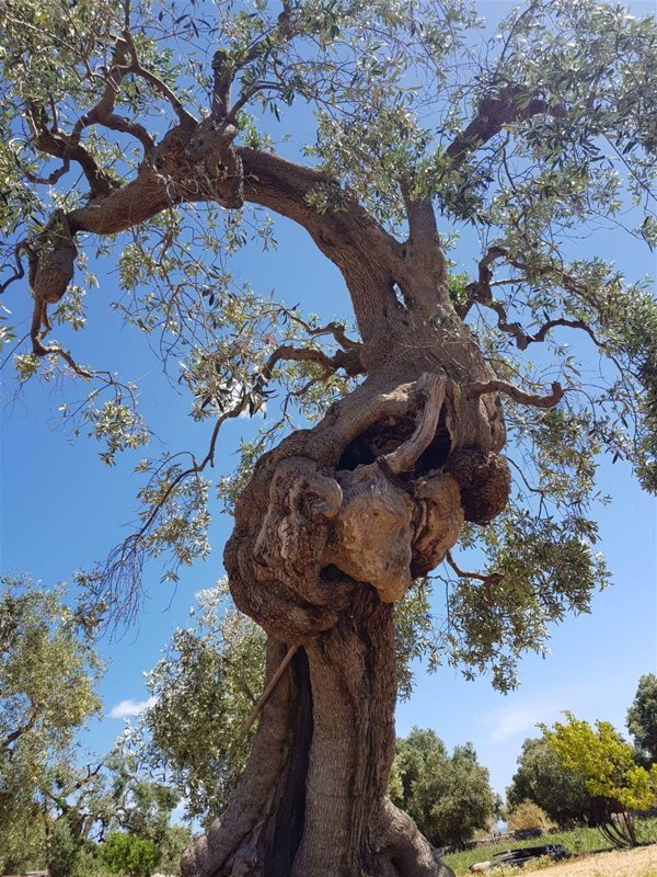 appartamento in vendita a Castrezzato in zona Campagna