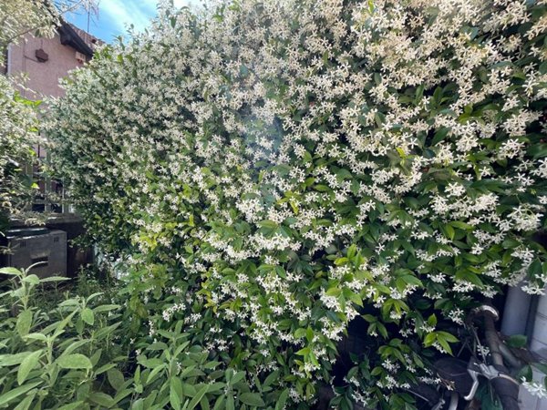 casa indipendente in vendita a Cevo in zona Isola