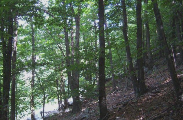 terreno agricolo in vendita a Castellamonte