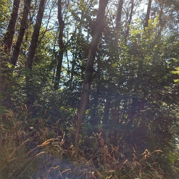 rudere in vendita a Castellamonte