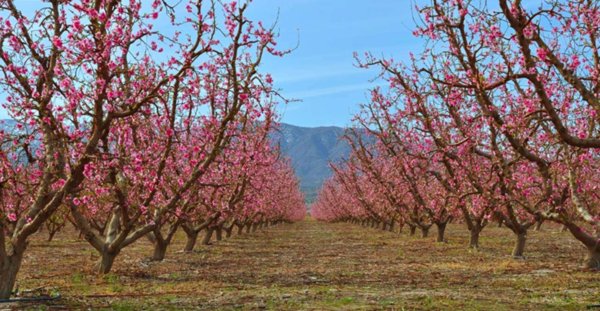 terreno agricolo in vendita a Collebeato