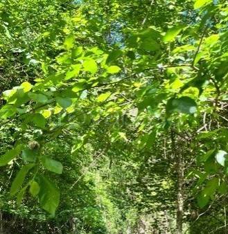 appartamento in vendita a Concesio in zona Roncaglie