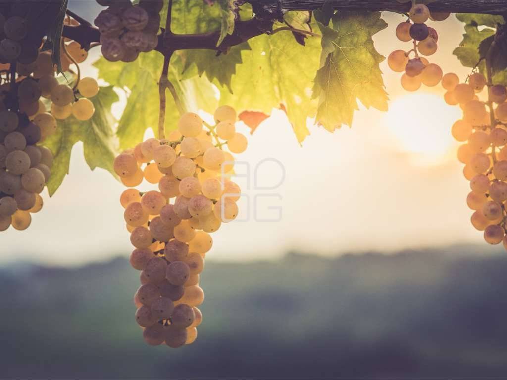 terreno agricolo in vendita a Desenzano del Garda in zona Vaccarolo