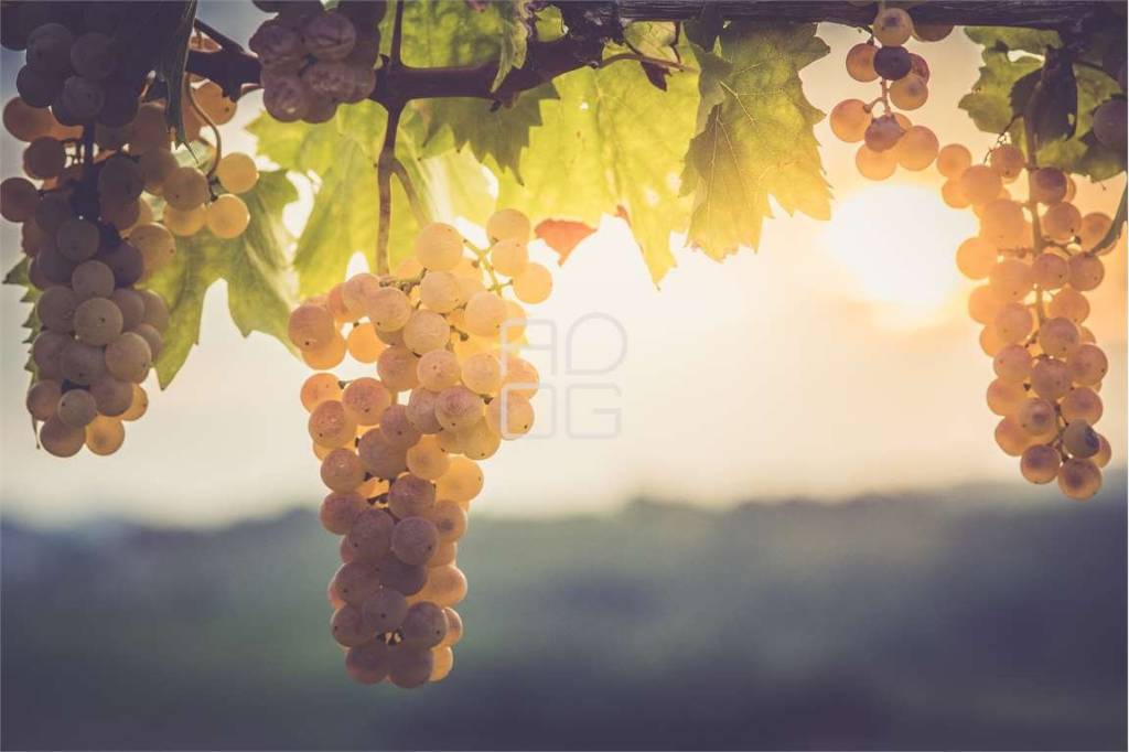 terreno agricolo in vendita a Desenzano del Garda in zona Vaccarolo