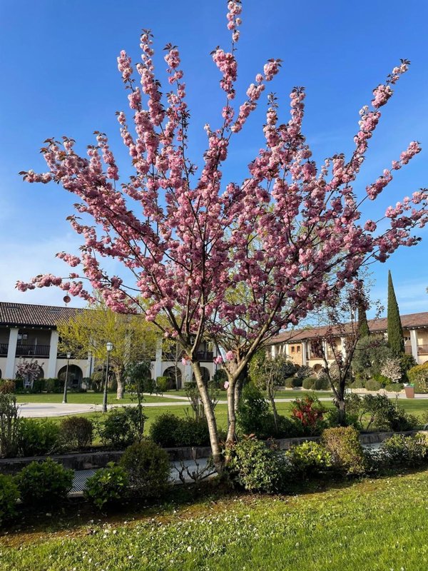 appartamento in vendita a Desenzano del Garda