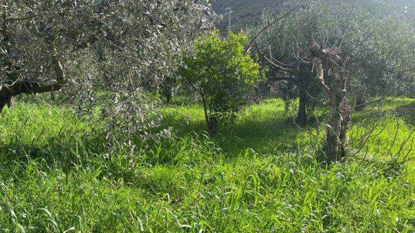 terreno agricolo in vendita ad Edolo in zona Vico