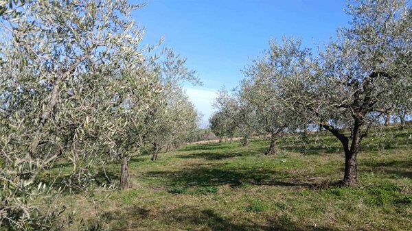azienda agricola in vendita ad Edolo in zona Vico