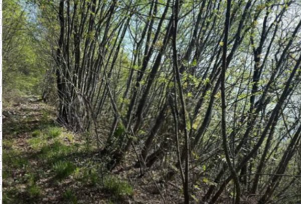 terreno agricolo in vendita a Gardone Riviera