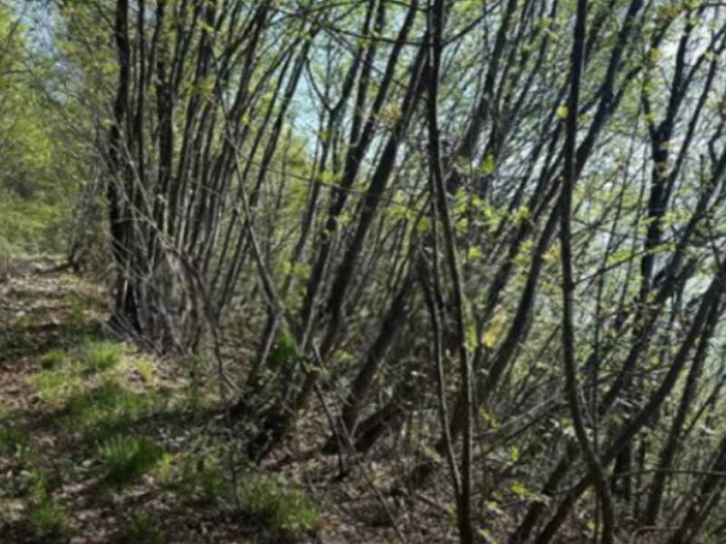 terreno agricolo in vendita a Gardone Riviera
