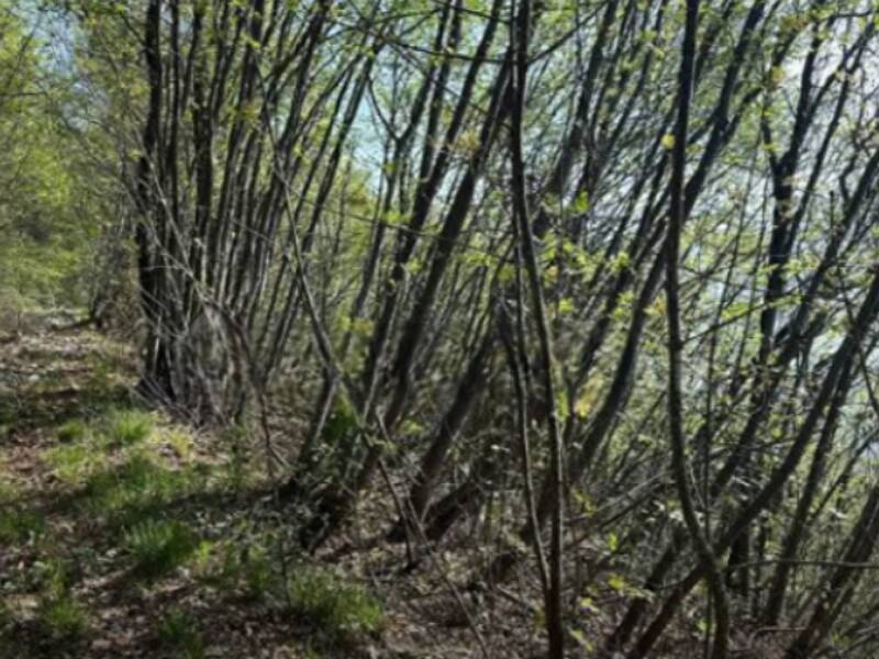 terreno agricolo in vendita a Gardone Riviera