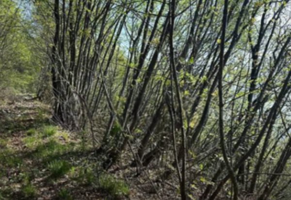terreno agricolo in vendita a Gardone Riviera