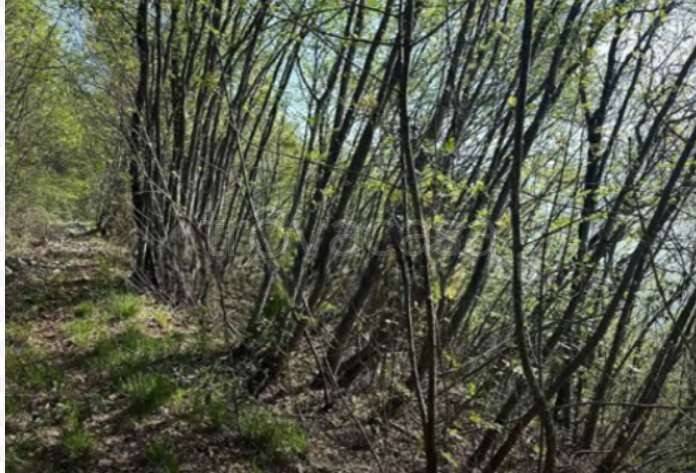 terreno agricolo in vendita a Gardone Riviera in zona Morgnaga