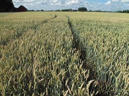 terreno agricolo in vendita a Gavardo