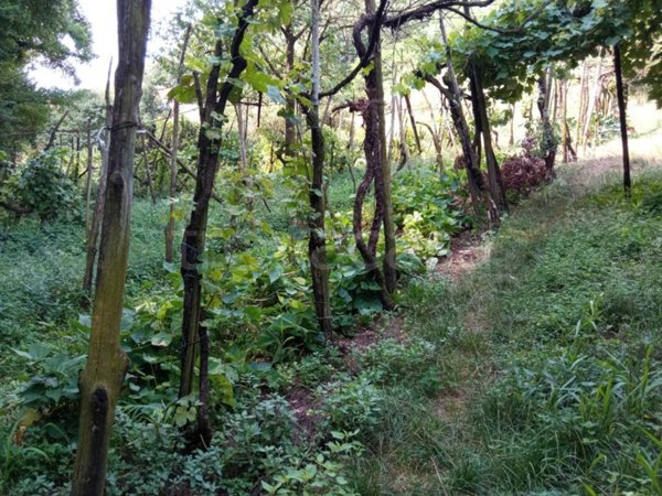 terreno edificabile in vendita a Gussago in zona Ronco