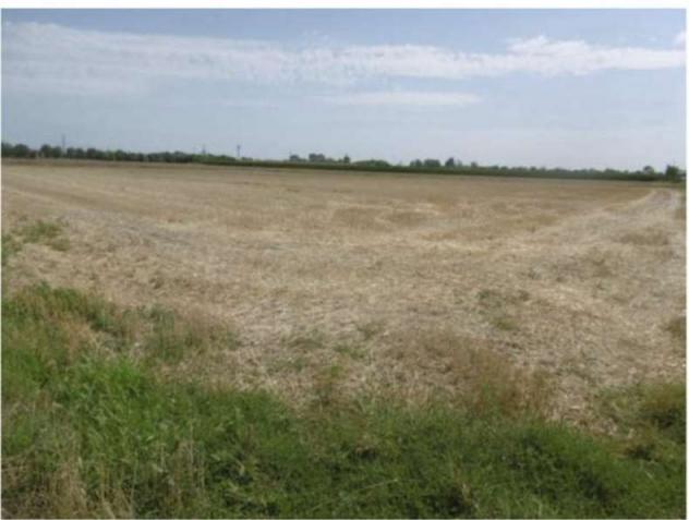 terreno agricolo in vendita ad Isorella