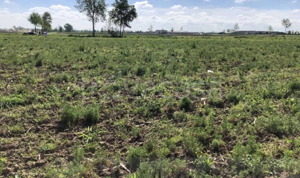 terreno agricolo in vendita a Lograto