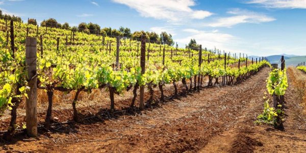 terreno agricolo in vendita a Lonato del Garda in zona Esenta